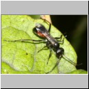 Priocnemis melanosoma - Wegwespe w06a 8mm OS-Hasbergen-Lehmhuegel.jpg